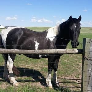 Meet your Posher, Deb